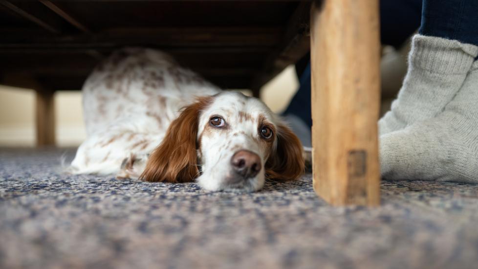 Tips for Helping a Dog That's Scared of Fireworks; a dog hides under the bed with his pet parent beside him.